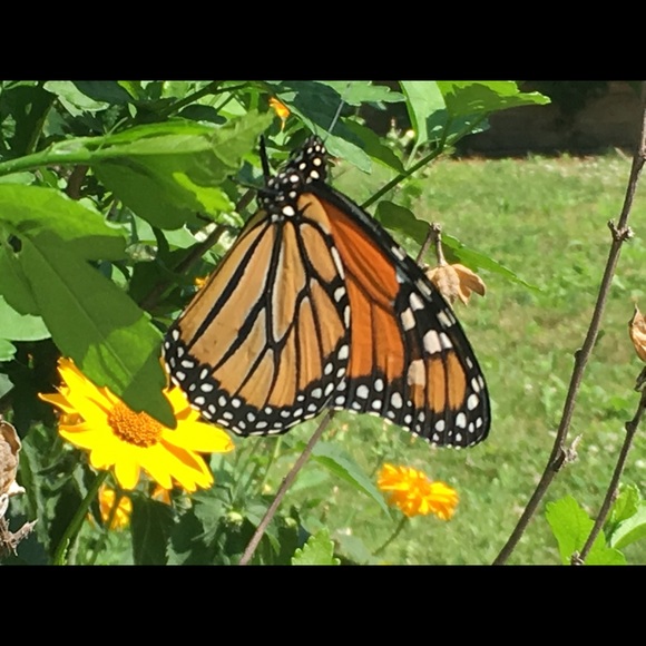 Meet your Posher, Laura - Picture 1 of 1